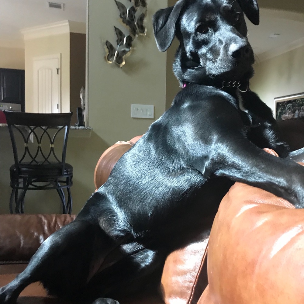 Meet your Posher, Amani